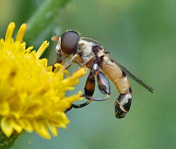 menuetzweefvlieg
Fotograaf: Lia Koster
