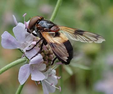witte reus
Fotograaf: Lia Koster