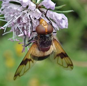 witte reus
Fotograaf: Lia Koster