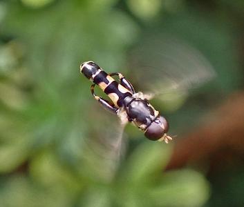 menuetzweefvlieg
Fotograaf: Lia Koster