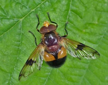 gele reus
Fotograaf: Lia Koster