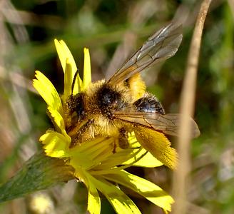 pluimvoetbij
Fotograaf: Lia Koster