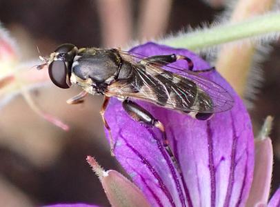 menuetzweefvlieg vrouwtje
Fotograaf: Lia Koster
