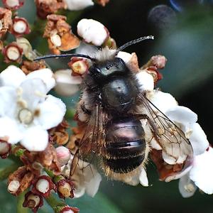 kaal geworden metselbij
Fotograaf: Lia Koster