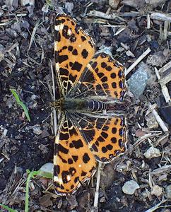 landkaartje
Fotograaf: Lia Koster