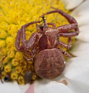 krabspin
Fotograaf: Lia Koster