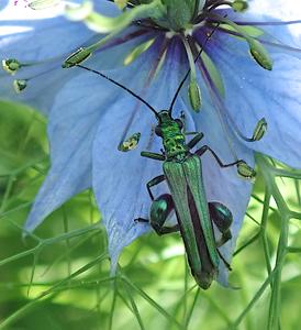 fraaie schijnbok man
Fotograaf: Lia Koster