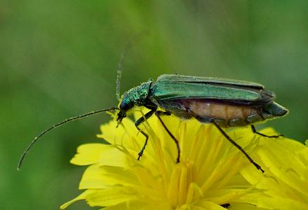fraaie schijnbok vrouwtje
Fotograaf: Lia Koster