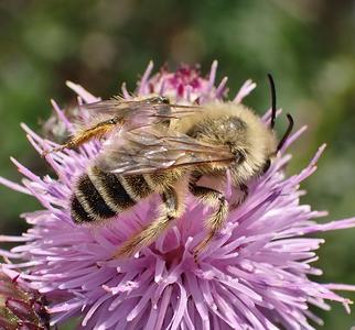 pluimvoetbij man
Fotograaf: Lia Koster