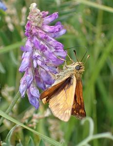 groot dikkopje
Fotograaf: Lia Koster