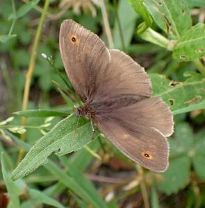 bruin zandoogje
Fotograaf: Lia Koster