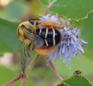 pluimvoetbij
Fotograaf: Lia Koster
