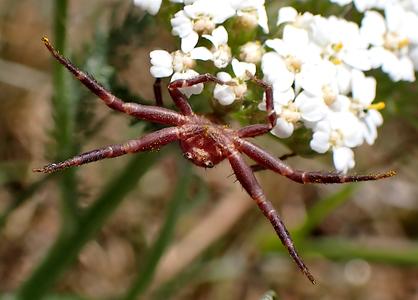 krabspin
Fotograaf: Lia Koster