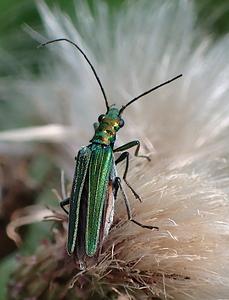 fraaie schijnbok
Fotograaf: Lia Koster