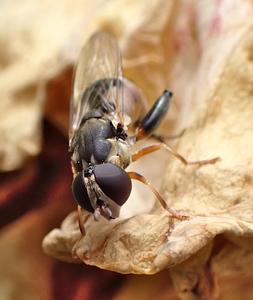 menuetzweefvlieg
Fotograaf: Lia Koster