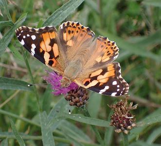 distelvlinder
Fotograaf: Lia Koster