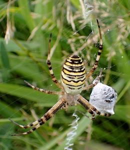 wespspin
Fotograaf: Lia Koster