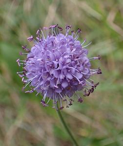 blauwe knoop
Fotograaf: Lia Koster