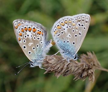 icarusblauwtje
Fotograaf: Lia Koster