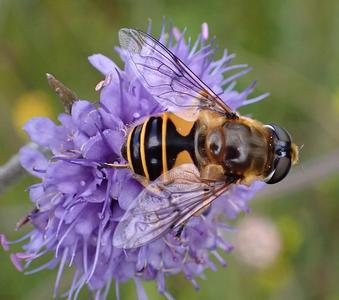 bosbijvlieg
Fotograaf: Lia Koster
