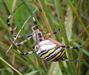 wespspin
Fotograaf: Lia Koster