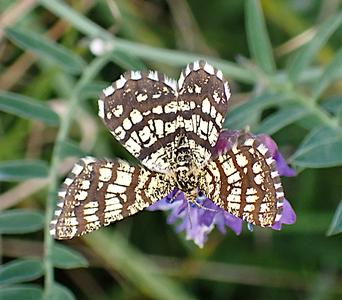 klaverspanner
Fotograaf: Lia Koster