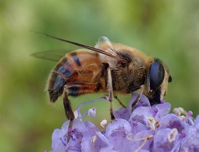 blinde bij
Fotograaf: Lia Koster
