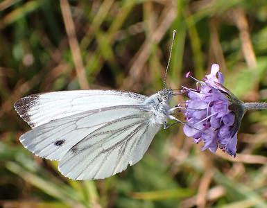 klein geaderd witje
Fotograaf: Lia Koster