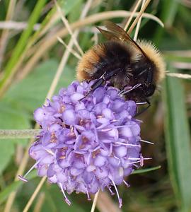 akkerhommel
Fotograaf: Lia Koster