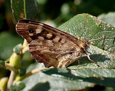 bont zandoogje
Fotograaf: Lia Koster