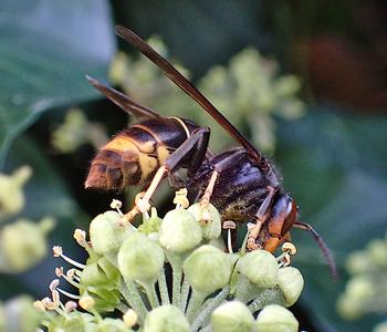 Aziatische hoornaar
Fotograaf: Lia Koster