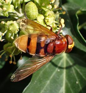 stadreus
Fotograaf: Lia Koster