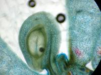Doorsnede van een zaadknop van magnolia gezien door microscoop Sculptuur: “geen” van Lia Koster - Glaskunst.